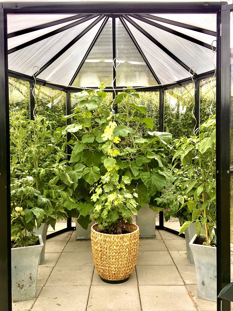 Drivhus Merkurius - 3,7 m² + Drivhusrengjøring Drivhus Merkurius - 3,7 m² + Drivhusrengjøring