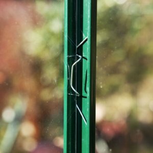 Glassfjær Glassfjær