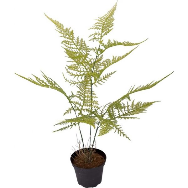 Plumosus kunstig plante Plumosus kunstig plante