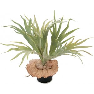 Kunstig plante av elghornbregne
